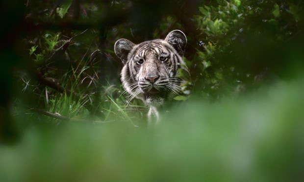 tigre palido extraño unico mundo visto en india por fotografo Nilanjan Ray Belinda Wright Nilgiri Tamil Nadu India Ranthambore Parvish Pandya morfismo de color animales en peligro de extincion cautiverio estado salvaje libertad fotografias raras 