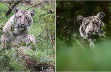 tigre palido extraño unico mundo visto en india por fotografo Nilanjan Ray Belinda Wright Nilgiri Tamil Nadu India Ranthambore Parvish Pandya morfismo de color animales en peligro de extincion cautiverio estado salvaje libertad fotografias raras