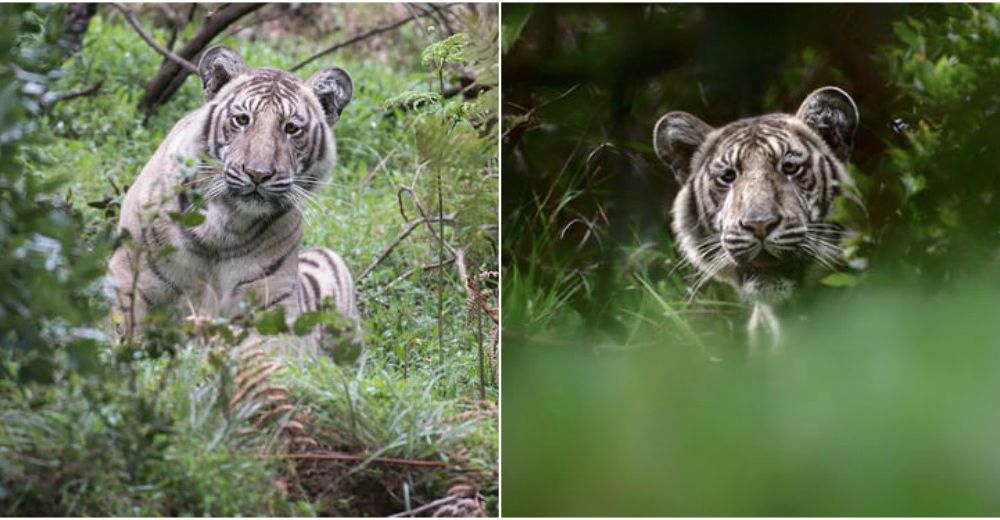 Descubren un tigre extremadamente raro y no revelan su ubicación para protegerlo Descubren un tigre extremadamente raro y no revelan su ubicación para protegerlo