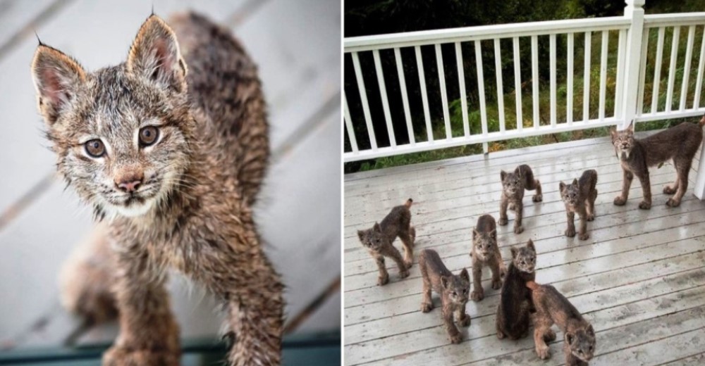 El dueño de la casa se despertó con la visita inesperada de esta familia de felinos salvajes