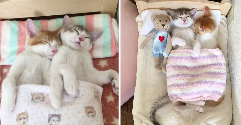 Estos gatitos no podían dormir el uno sin el otro hasta que sus dueños idearon la mejor solución