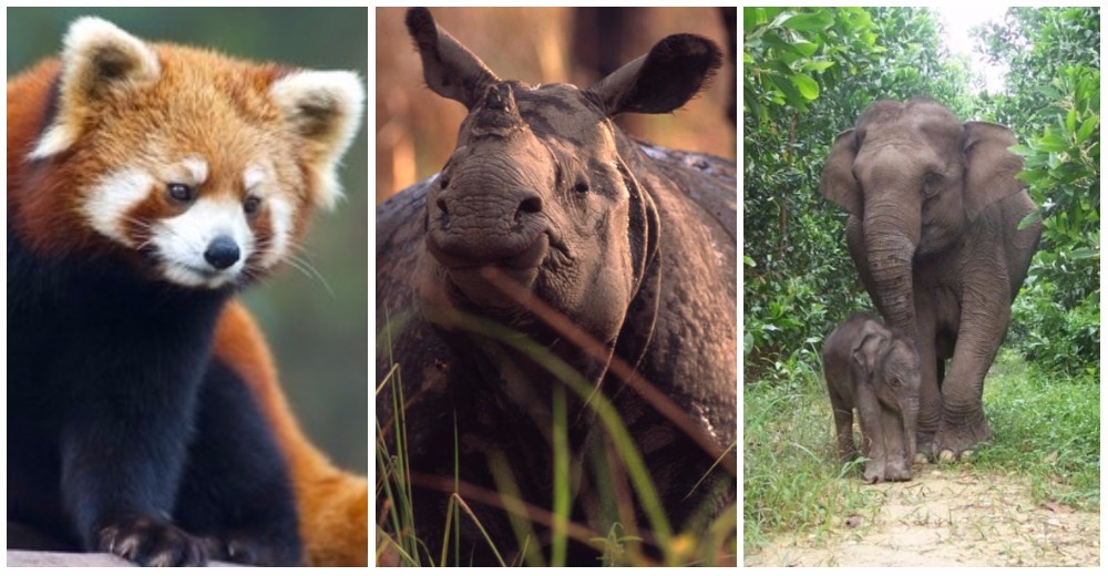 Buthan consigue ser el primer país de Asia que protegerá sus enormes áreas forestales Buthan consigue ser el primer país de Asia que protegerá sus enormes áreas forestales
