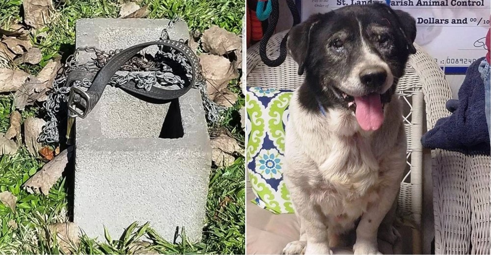 Tras vivir encadenado a un bloque de cemento, aprendió a «ser perro otra vez» Tras vivir encadenado a un bloque de cemento, aprendió a «ser perro otra vez»