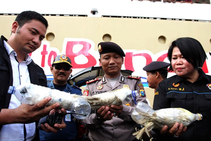 cacatuas rescatadas de botellas plasticas contrabando animales ilegal Indonesia cockatoos plastic bottles smuggled trafic illegal