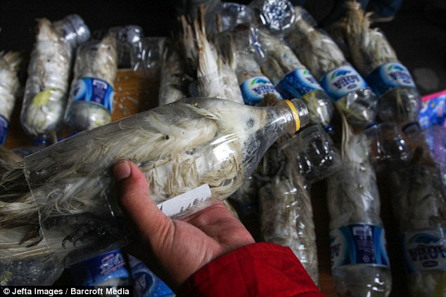 cacatuas rescatadas de botellas plasticas contrabando animales ilegal Indonesia cockatoos plastic bottles smuggled trafic illegal