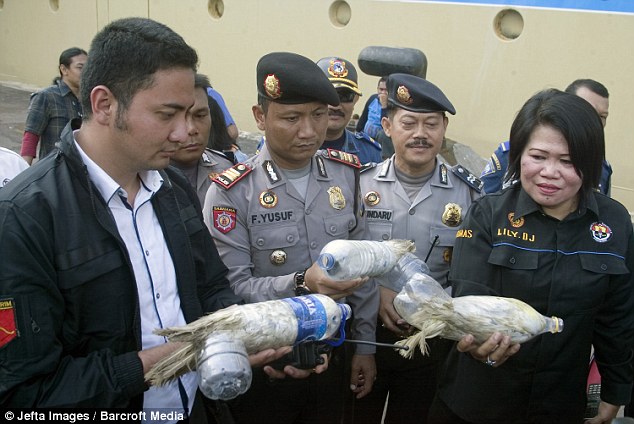 cacatuas rescatadas de botellas plasticas contrabando animales ilegal Indonesia cockatoos plastic bottles smuggled trafic illegal