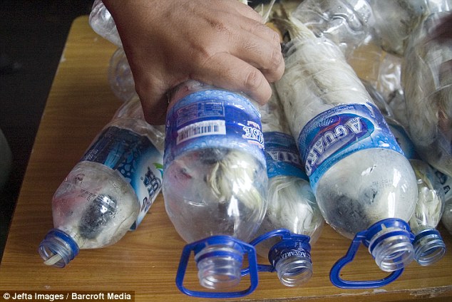 cacatuas rescatadas de botellas plasticas contrabando animales ilegal Indonesia cockatoos plastic bottles smuggled trafic illegal