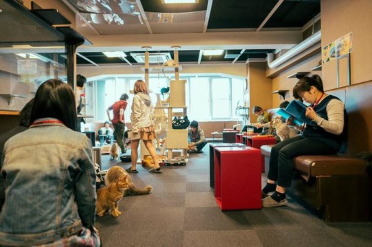 Un nuevo Cat Café en Madrid el lugar donde los gatos pueden elegir a