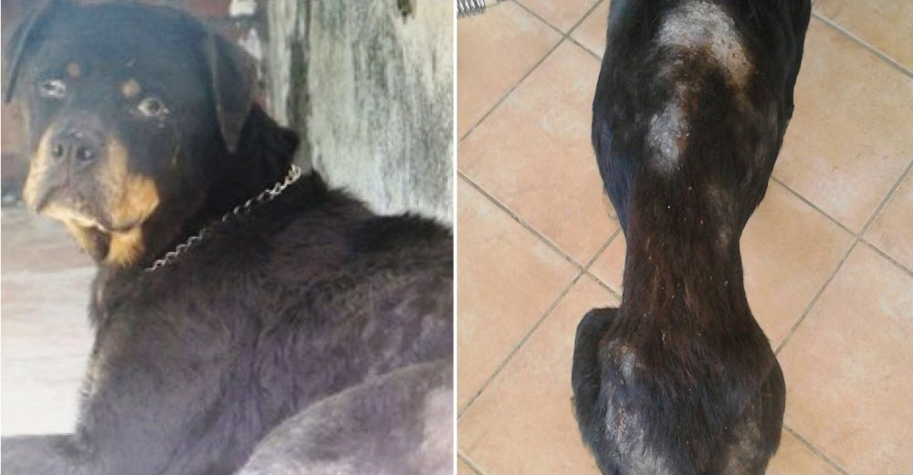 Rescatan a Candela a punto de morir, tras vivir 8 años en una azotea a la intemperie en Málaga