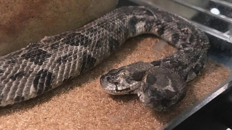  serpiente cascabel de dos cabezas descubierta en arkanzas y llevada a cautiverio cientificos adoptaron baby rattlesnake discovered scientists 