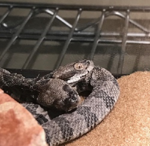 serpiente cascabel de dos cabezas descubierta en arkanzas y llevada a cautiverio cientificos adoptaron baby rattlesnake discovered scientists 