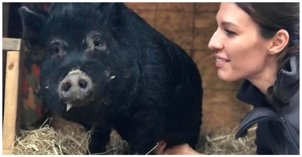 Esta mujer rescató un cerdo abandonado … y terminó acogiendo a 30 en su refugio