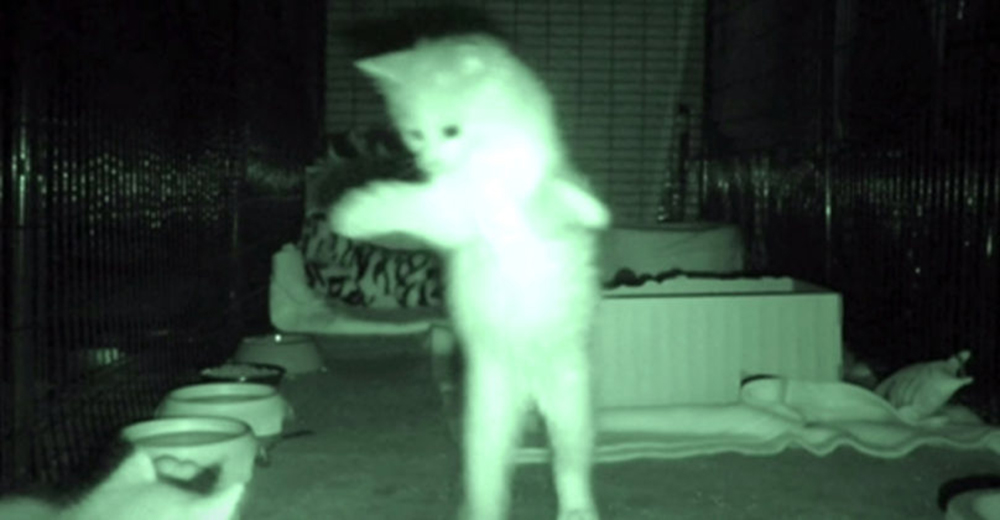 Decidió grabar las fechorías nocturnas de sus mininos y el resultado fue asombroso Decidió grabar las fechorías nocturnas de sus mininos y el resultado fue asombroso