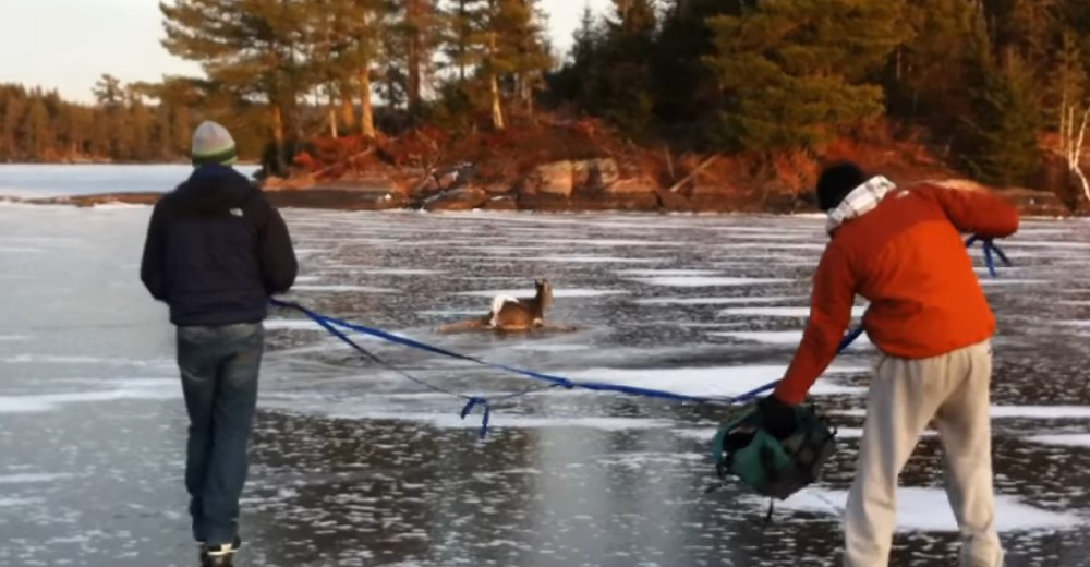 Atrapado en el hielo – Muchos querían cazarlo, pero estos hombres hicieron algo increíble Atrapado en el hielo – Muchos querían cazarlo, pero estos hombres hicieron algo increíble