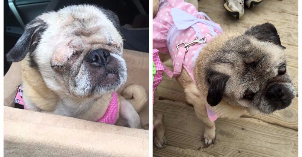 Inspirador – Fue así como Cinderella, una pug diabética, se acostumbró a vivir sin ojos