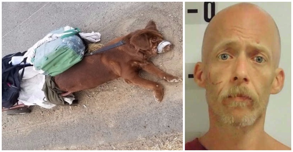 Polémica – Es arrestado por matar a su perrita, pero asegura que la atropellaron Polémica – Es arrestado por matar a su perrita, pero asegura que la atropellaron