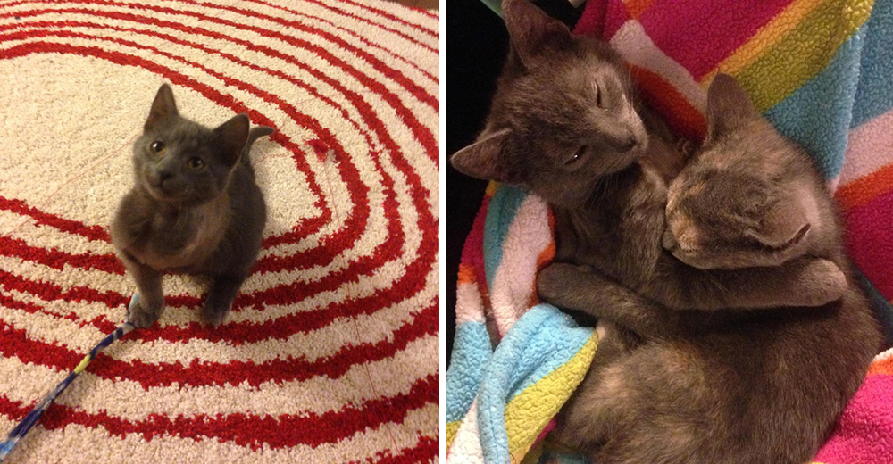 Coriander, un pequeño gatito que perdió una patita, pero ganó una amistad verdadera Coriander, un pequeño gatito que perdió una patita, pero ganó una amistad verdadera