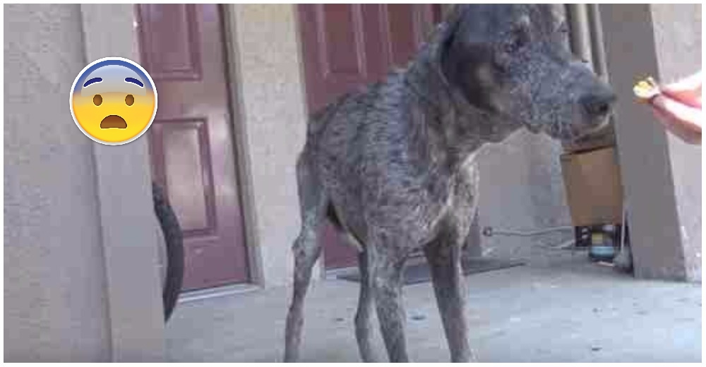 Tenía microchip, pero nadie quería saber de ella – Lucha por volver a confiar en los humanos