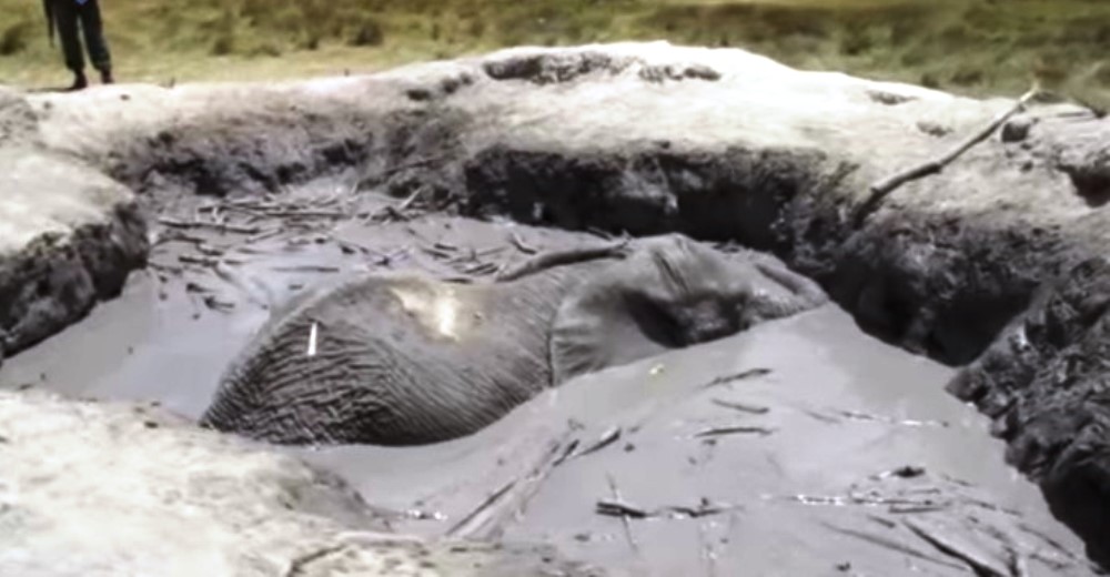 Un impactante rescate improvisado salvó la vida a un elefante, tras 12 horas hundido en el lodo Un impactante rescate improvisado salvó la vida a un elefante, tras 12 horas hundido en el lodo