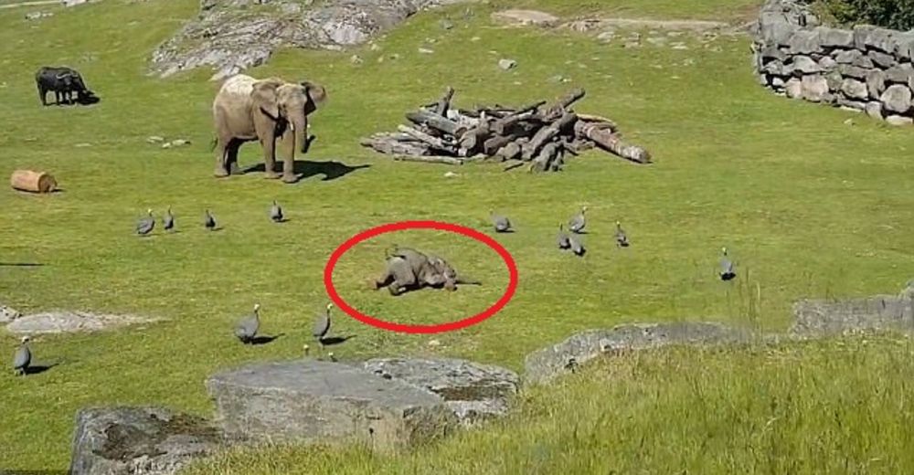 Un elefante bebé se cae tras perseguir a unas gallinas y tiene la más tierna reacción Un elefante bebé se cae tras perseguir a unas gallinas y tiene la más tierna reacción