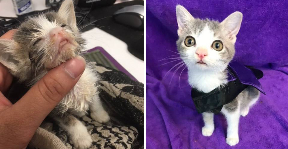 Emmit, el gatito pequeñín de carita singular, que sobrevivió a un cruel abandono