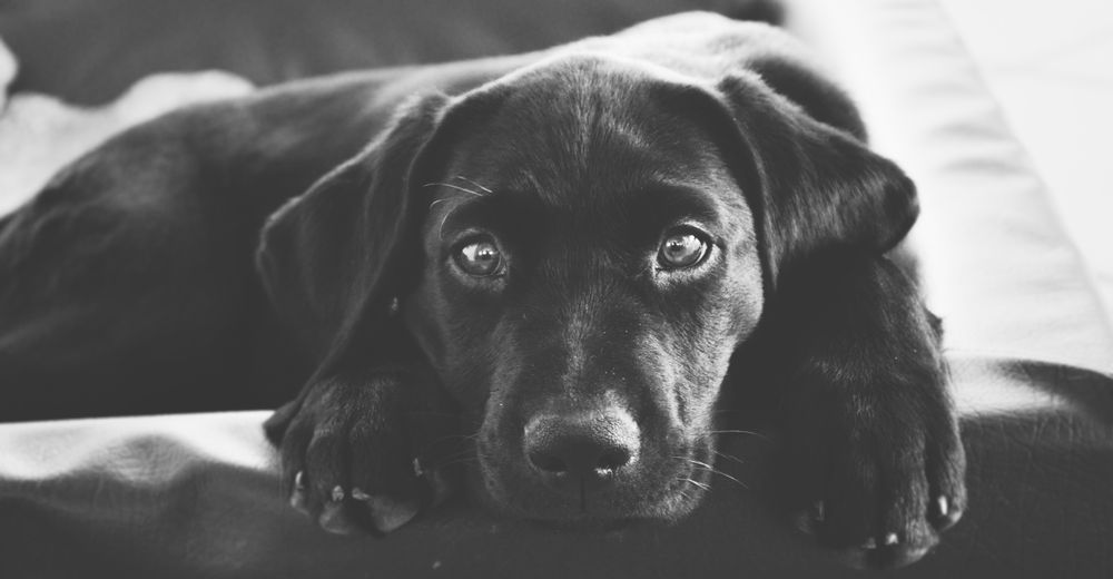 Un estudio finalmente ha probado que los humanos aman más a los perros que a las personas Un estudio finalmente ha probado que los humanos aman más a los perros que a las personas