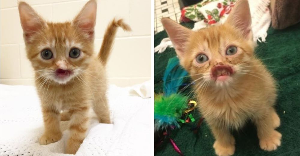 La milagrosa recuperación de Nigel, el adorable gatito que perdió su hocico