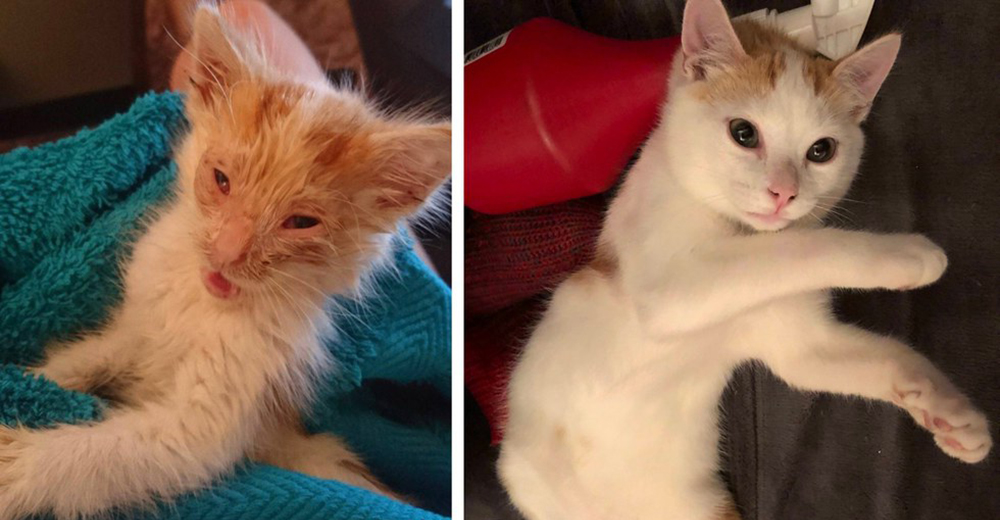 Admirable transformación – De parecer un alien de películas a un hermoso y adorable minino Admirable transformación – De parecer un alien de películas a un hermoso y adorable minino