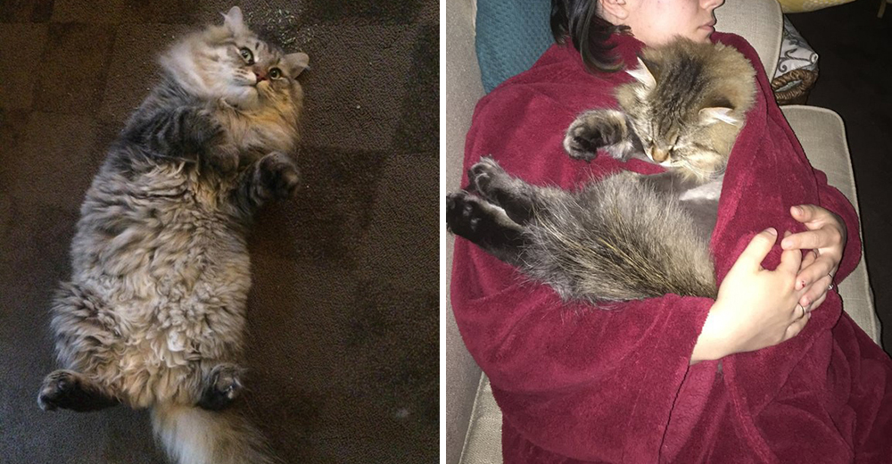 Este gato rechazaba a su humana.. hasta que un día se prendó de ella por una increíble razón Este gato rechazaba a su humana.. hasta que un día se prendó de ella por una increíble razón