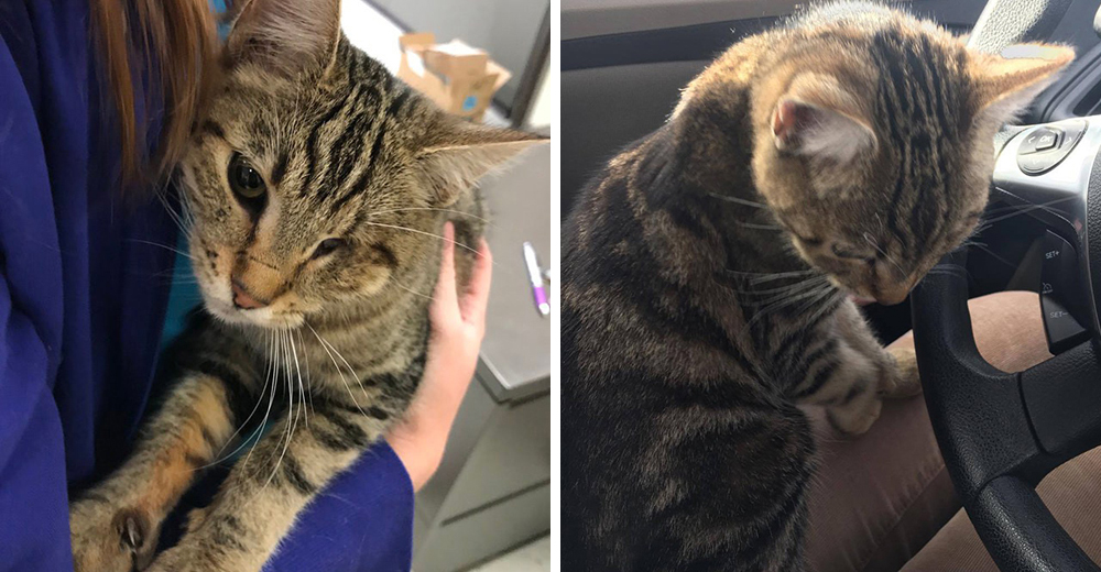 Esta gatita hizo algo atrevido para conseguir ayuda … y obtuvo mucho más de lo que imaginó Esta gatita hizo algo atrevido para conseguir ayuda … y obtuvo mucho más de lo que imaginó