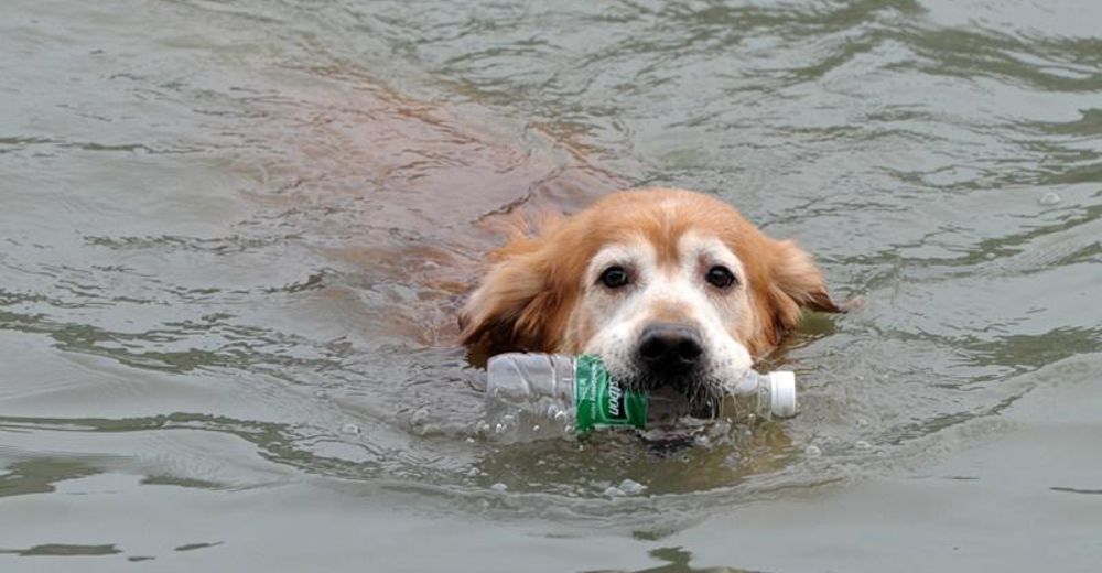 Un perrito golden ha pasado 10 años limpiando la basura que dejan los humanos en un río en China