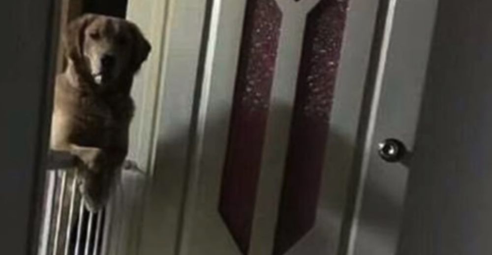 Su perro no dormía por las noches, al descubrir la razón no pudieron contener las lágrimas