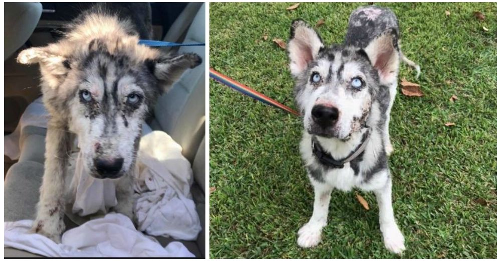 Este hermoso husky rescatado iba a ser sacrificado… pero de repente todo cambió