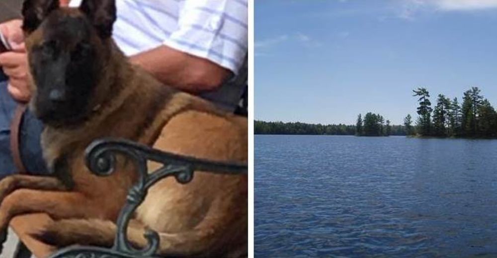 Un perro nada más de 10 km para reunirse con sus dueños tras caerse accidentalmente de un bote Un perro nada más de 10 km para reunirse con sus dueños tras caerse accidentalmente de un bote