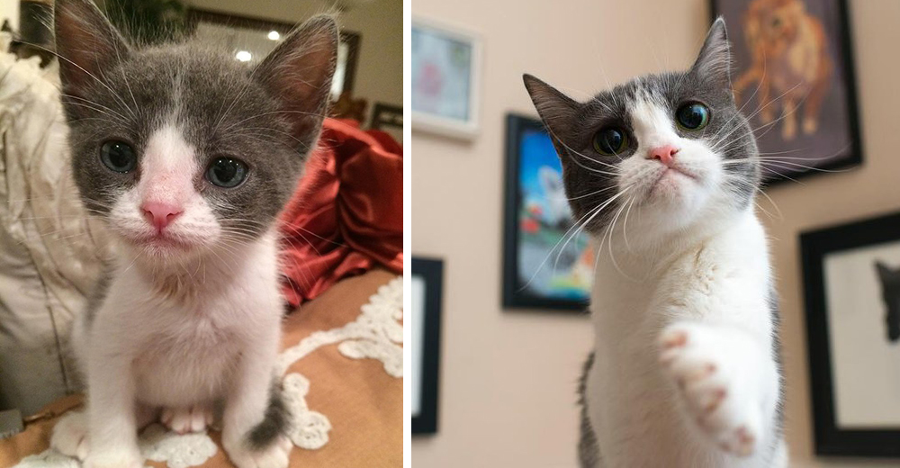 La tierna historia de Imogen, la gatita de timidez crónica que escogió a su dueña La tierna historia de Imogen, la gatita de timidez crónica que escogió a su dueña