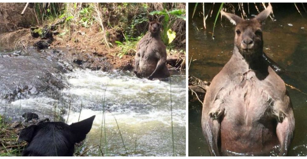 Un hombre daba un pacífico paseo por el río… hasta que vio a este musculoso animal Un hombre daba un pacífico paseo por el río… hasta que vio a este musculoso animal