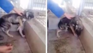 El perrito traumatizado que rescataron llora atemorizado cuando intentan acariciarlo