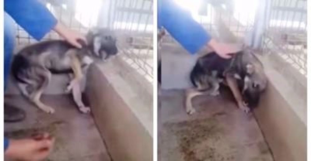 El perrito traumatizado que rescataron llora atemorizado cuando intentan acariciarlo