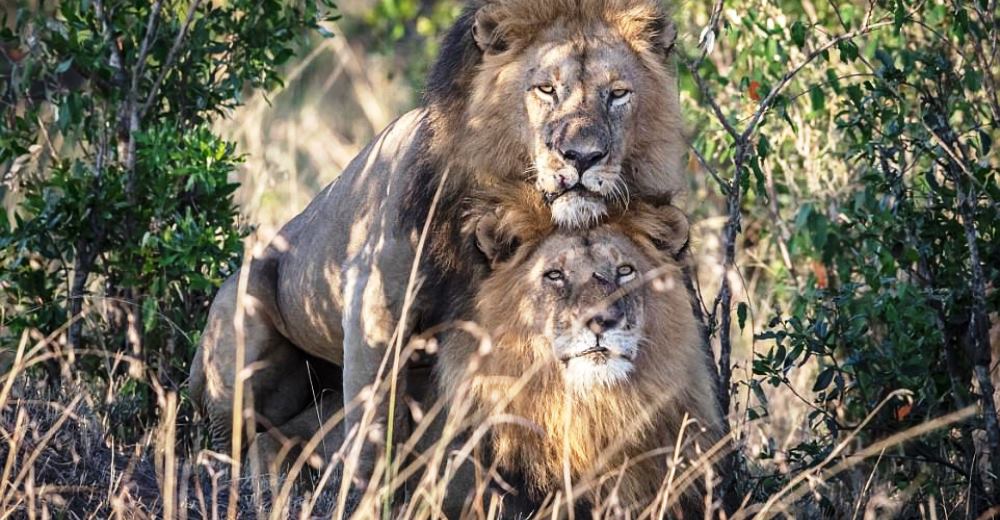 Tras escabullirse entre los árboles, estos dos leones machos demostraron estar enamorados Tras escabullirse entre los árboles, estos dos leones machos demostraron estar enamorados