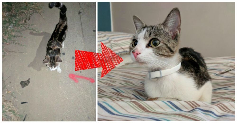 Padecía terribles alergias a los gatos, pero hizo algo increíble para poder adoptar a Socks
