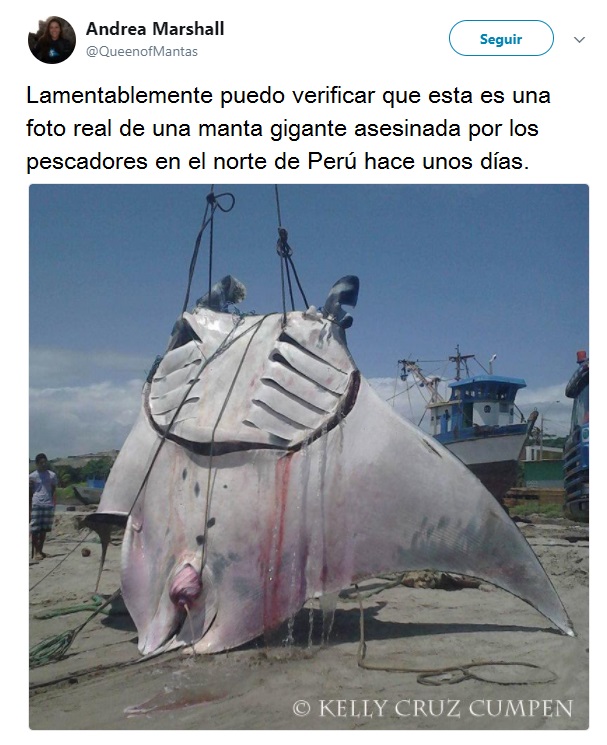 gigantesca mantaraya oceanica atrapada por accidente en peru manta trust marine megafauna foundation 