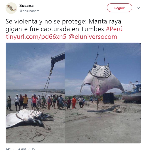 gigantesca mantaraya oceanica atrapada por accidente en peru manta trust marine megafauna foundation 