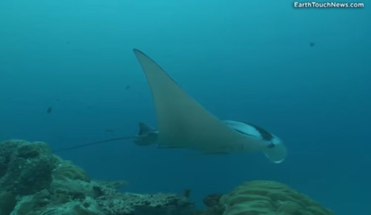 gigantesca mantaraya oceanica atrapada por accidente en peru manta trust marine megafauna foundation 