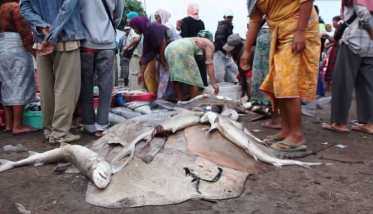 gigantesca mantaraya oceanica atrapada por accidente en peru manta trust marine megafauna foundation 
