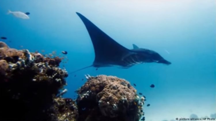 gigantesca mantaraya oceanica atrapada por accidente en peru manta trust marine megafauna foundation 