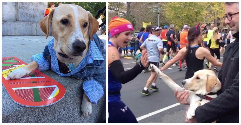 Este adorable perro se llevó todas las miradas en la Maratón de New York por un peculiar gesto