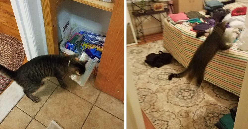 Su novio no creía que la gata tomaba las cosas de la cocina, así que tuvo que fotografiarla Su novio no creía que la gata tomaba las cosas de la cocina, así que tuvo que fotografiarla