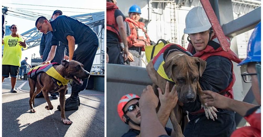 Dos mujeres náufragas casi pierden la vida… pero sus perros jamás pasaron hambre Dos mujeres náufragas casi pierden la vida… pero sus perros jamás pasaron hambre