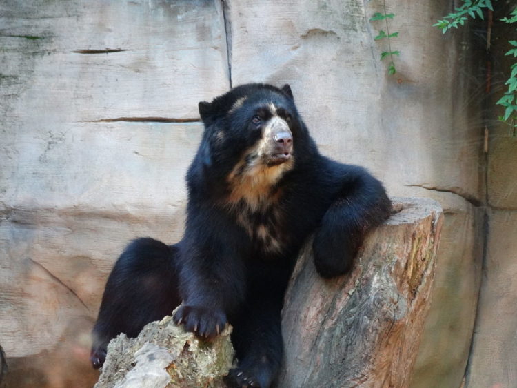  oso imita perfectamente a balu del libro de la selva al rascarse la espalda con un arbol Reserva Dracula Ecuador 