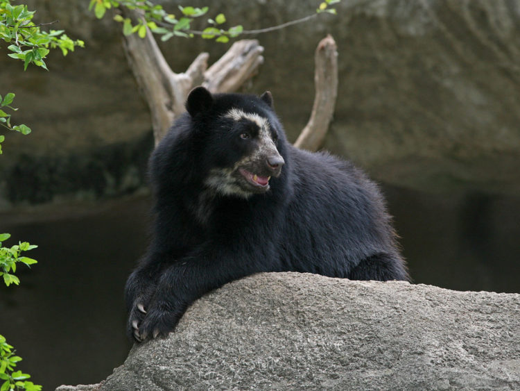  oso imita perfectamente a balu del libro de la selva al rascarse la espalda con un arbol Reserva Dracula Ecuador 